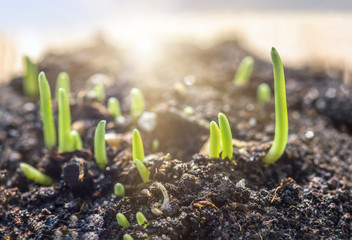 Growing wheat and grass plants close up