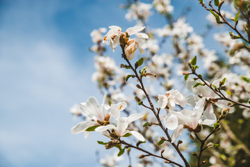 branch of blooming apple tree close up. sky on background