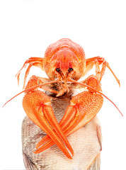 crawfish with dried fish isolated on white