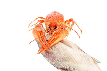 crawfish with dried fish isolated on white