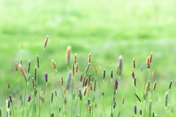 Green grass in the field close up
