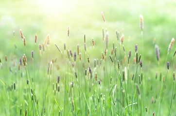 Green grass in the field with sunbeams