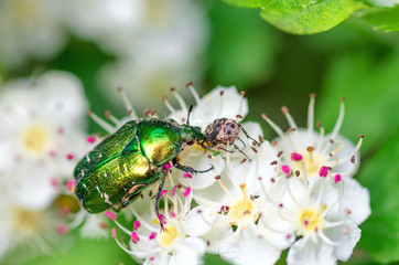 Beetle cetonia aurata sitting on flowers hawthorn