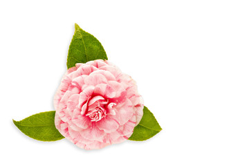 Pink camellia flower isolated on white background with copy space for card, invitation, greeting