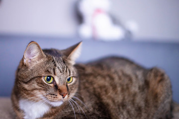 grey cat with white tie lying on the couch