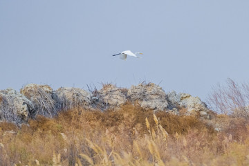white stork on a hill