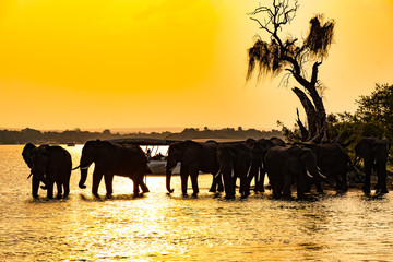 Elefanten am Wasser  im Sambesi  © Burghard