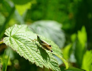 green bug on a leaf