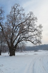 winter landscape with trees in winter