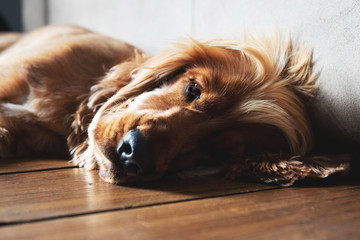 Cocker spaniel lazy sunday afternoon laying on a wooden floor