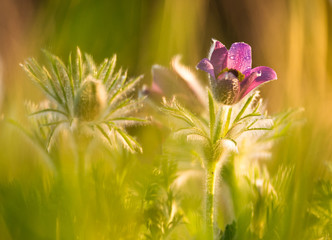 ..kuhschelle auf einer Frühlingswiese, die sich der Sonne entgegen streckt...