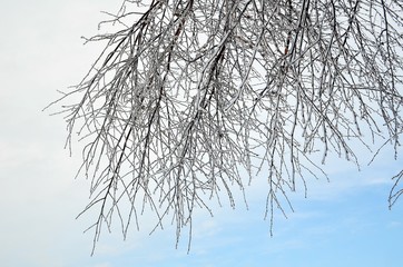 frost trees in winter