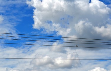 blue sky, black bird  and clouds