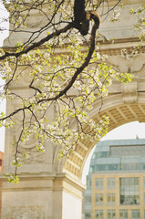 spring blossoms in the city