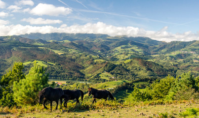 Horses in the mountains in the Basque Country in Spain on a cloudy day