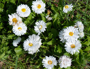 Obraz premium white spring Daisy flower grows and blooms on the ground in the garden