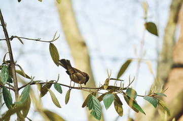 sparrow on branch of tree