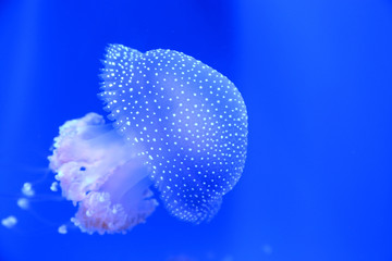 Fototapeta na wymiar White-spotted jellyfish, Australian spotted jellyfish