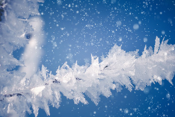 Closeup of snow crystals on a branch on a frosty winter day.