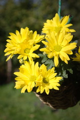 Wonderful Chrysanthemum (Chrysantheme)