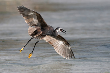 Fototapeta na wymiar Western reef heron