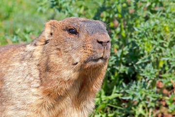 Naklejka na ściany i meble funny muzzle Groundhog with fluffy fur sitting in a meadow on a Sunny warm day, closeup, Groundhog Day