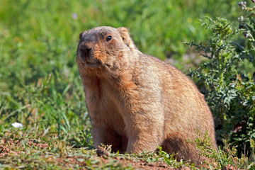 Naklejka na ściany i meble funny groundhog with fluffy fur sits in a meadow on a sunny warm day, groundhog day