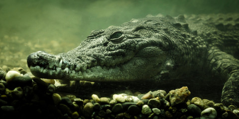 crocodile alligator under water close up