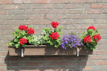 Fototapeta na wymiar a flower box against a wall with flowering red geranium plants 