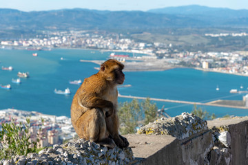 Fototapeta premium Macaque resting at Gibraltar