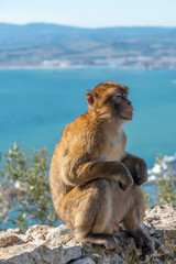 Meditating monkey at Gibraltar