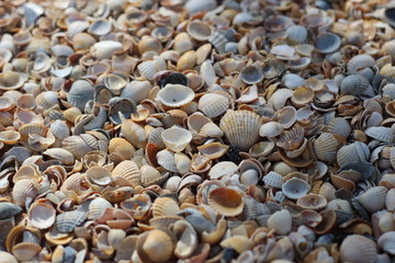 Background seashells, many different seashells lie together on the beach on the seashore