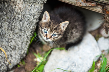 Beautiful close up of brown cat with blue eyes