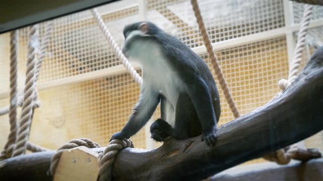 Spot-nosed monkey sitting on a branch in the aviary of the zoo and funny turns his head