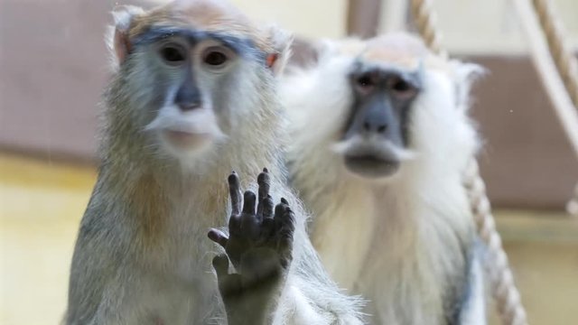 Female and male monkey hussars sit and examine people at the zoo