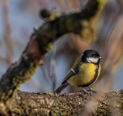 Obraz premium Yellow chickadee bird on apricot tree in winter cold sunny day