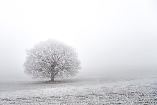 wunderschöner Baum mit Schneereif einzeln auf dem Feld im Nebel