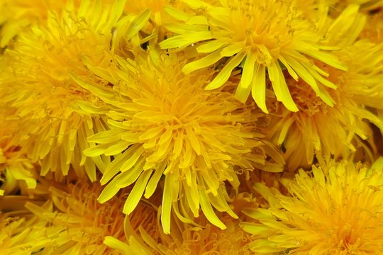 Yellow dandelion flower  macro background. Spring yellow flowers. Floral natural background