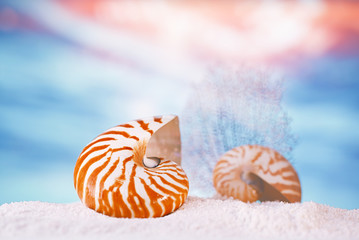 nautilus seashell sea shell