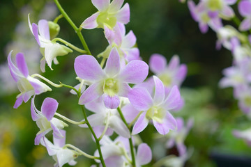 purple Orchid background