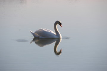 Schwan im Glanz
