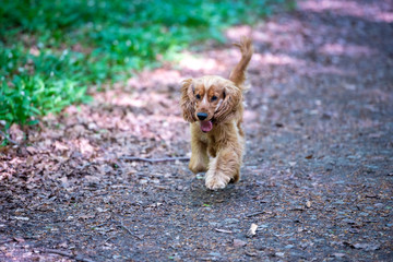 A cocker spaniel playing in the woods