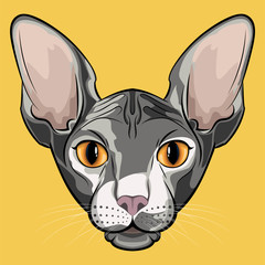 Cute isolated grey sphinx cat face