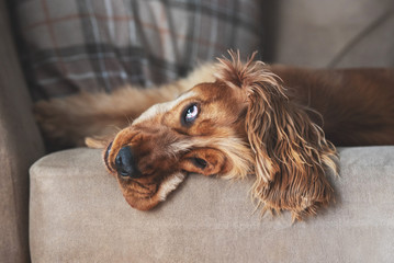 A cocker spaniel laying on a sofa with his face drooping