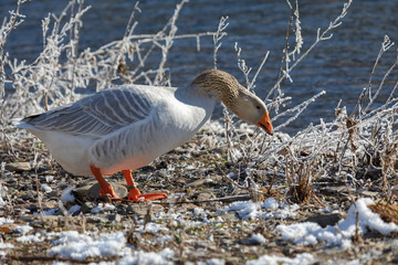 Obraz premium Gans im Winter am Fluss
