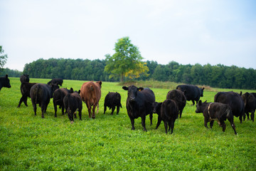 Obraz premium black cows are grazed on a meadow. blue sky
