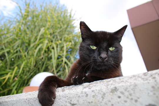 schwarze Katze