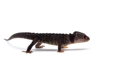The crocodile skink isolated on white background