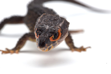 The crocodile skink isolated on white background