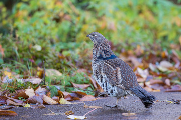 Male ruffed grouse (Bonasa umbellus) in autumn